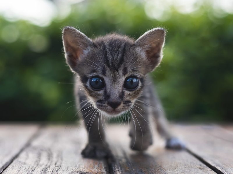 Adorable little baby kitten walking.