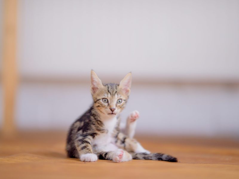 A closeup shot of an adorable kitten on blurred background