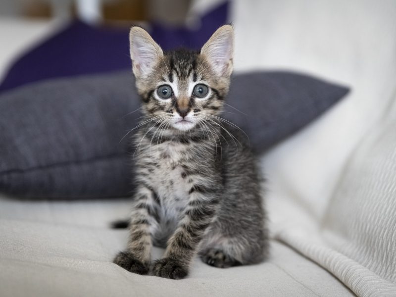 A closeup shot of an adorable kitten sitting on a couch