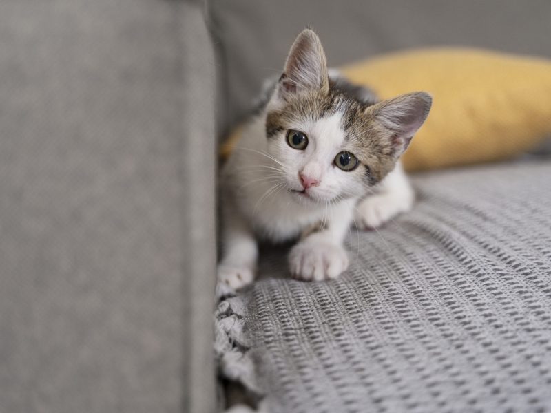 cute-cat-spending-time-indoors
