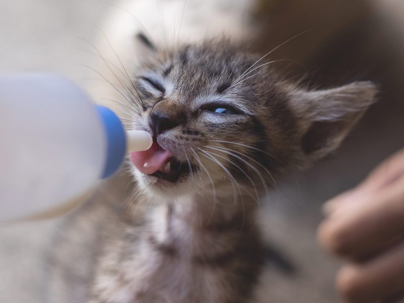 Human feeding milk for adorable little baby kitten.