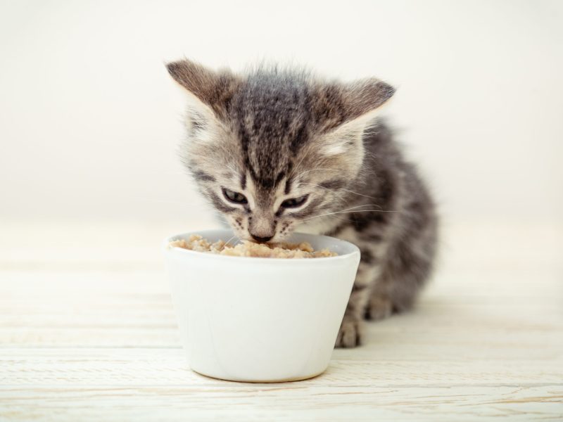 Kitten eating. Striped gray kitten eat cats food feed from white bowl with cat food on wooden floor