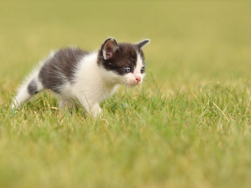 Beautiful small kitten with blue eyes. Playing at home.