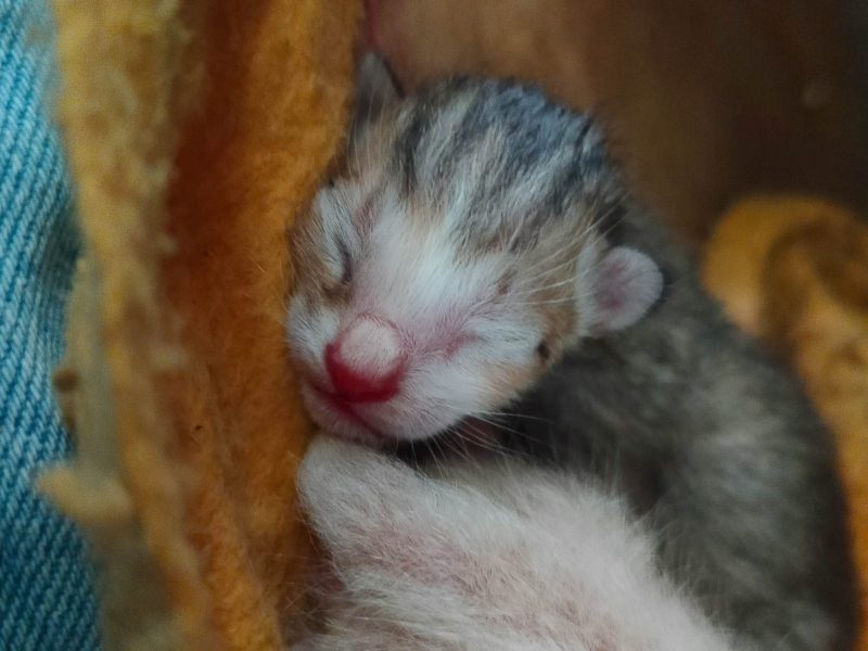 minicat